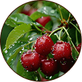 Cherry